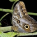 butterfly_la_h_0899_ecu2953.jpg